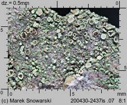 Lecanora conizaeoides (misecznica proszkowata)