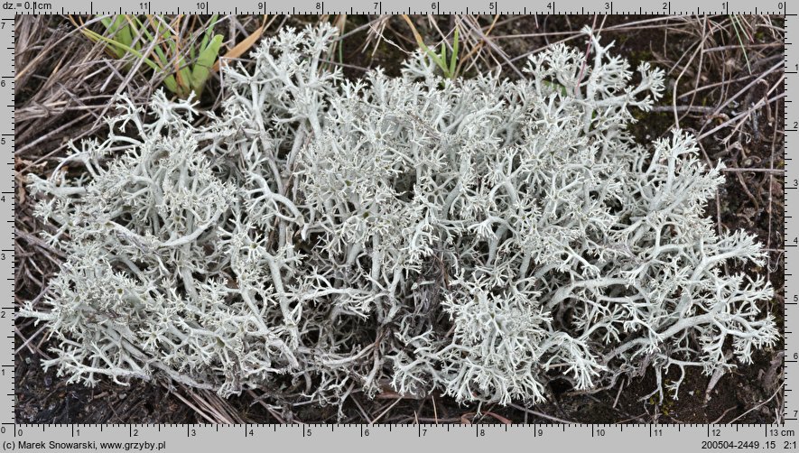 Cladonia portentosa (chrobotek najeżony)