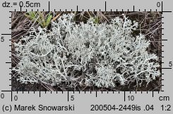 Cladonia portentosa (chrobotek najeżony)