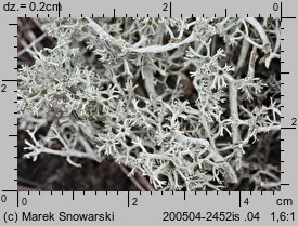 Cladonia portentosa (chrobotek najeżony)