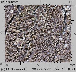 Hypocenomyce scalaris (paznokietnik ostrygowy)