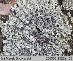 Physcia stellaris ssp. stellaris (obrost gwiazdkowaty)