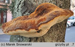 Inonotus hispidus (błyskoporek szczotkowaty)