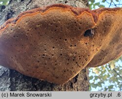 Inonotus hispidus (błyskoporek szczotkowaty)