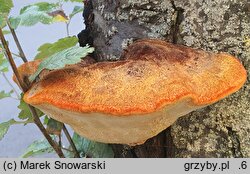 Inonotus hispidus (błyskoporek szczotkowaty)