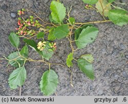 Taphrina alni