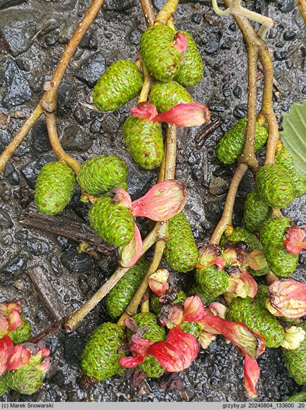 Taphrina alni