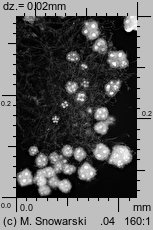 Hypogymnia tubulosa (pustułka rurkowata)