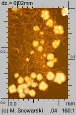 Hypogymnia tubulosa (pustułka rurkowata)