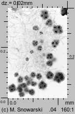 Hypogymnia tubulosa (pustułka rurkowata)