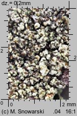 Lecanora conizaeoides (misecznica proszkowata)