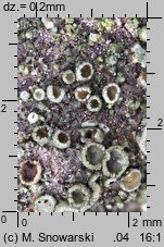 Lecanora conizaeoides (misecznica proszkowata)