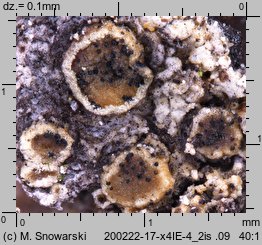 Lichenoconium lecanorae