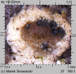 Lichenoconium lecanorae