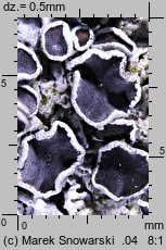 Physcia stellaris ssp. stellaris (obrost gwiazdkowaty)