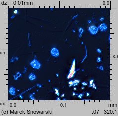 Physcia tenella (obrost drobny)