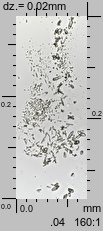 Physcia tenella (obrost drobny)