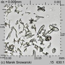 Physcia tenella (obrost drobny)