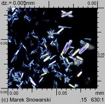 Physcia tenella (obrost drobny)