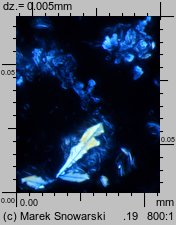 Physcia stellaris ssp. stellaris (obrost gwiazdkowaty)