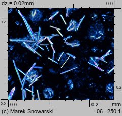 Physcia stellaris ssp. stellaris (obrost gwiazdkowaty)