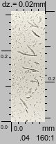 Physcia stellaris ssp. stellaris (obrost gwiazdkowaty)