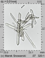 Physcia stellaris ssp. stellaris (obrost gwiazdkowaty)