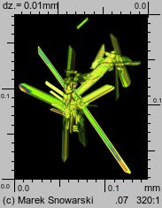 Physcia stellaris ssp. stellaris (obrost gwiazdkowaty)