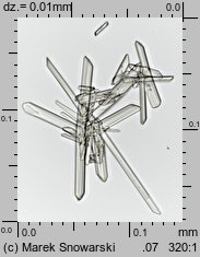 Physcia stellaris ssp. stellaris (obrost gwiazdkowaty)