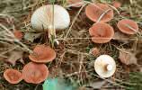 Lactarius rufus (mleczaj rudy)