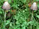 Coprinus comatus (czernidłak kołpakowaty)