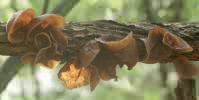 Auricularia auricula-judae (uszak bzowy)