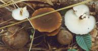 Lentinus brumalis (twardziak zimowy)