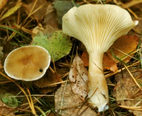 Ampulloclitocybe clavipes (białolejkówka buławotrzonowa)