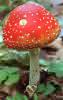 Amanita muscaria (muchomor czerwony)