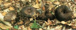 Russula nigricans (gołąbek czarniawy)