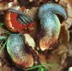 Neoboletus luridiformis (krasnoborowik ceglastopory)