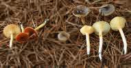 Hygrophorus hypothejus (wodnicha późna)