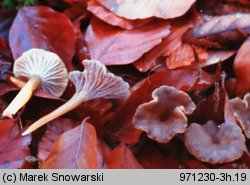 Cantharellus tubaeformis (pieprznik trąbkowy)