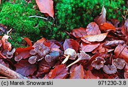 Cantharellus tubaeformis (pieprznik trąbkowy)