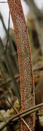 Nectria cinnabarina (gruzełek cynobrowy)