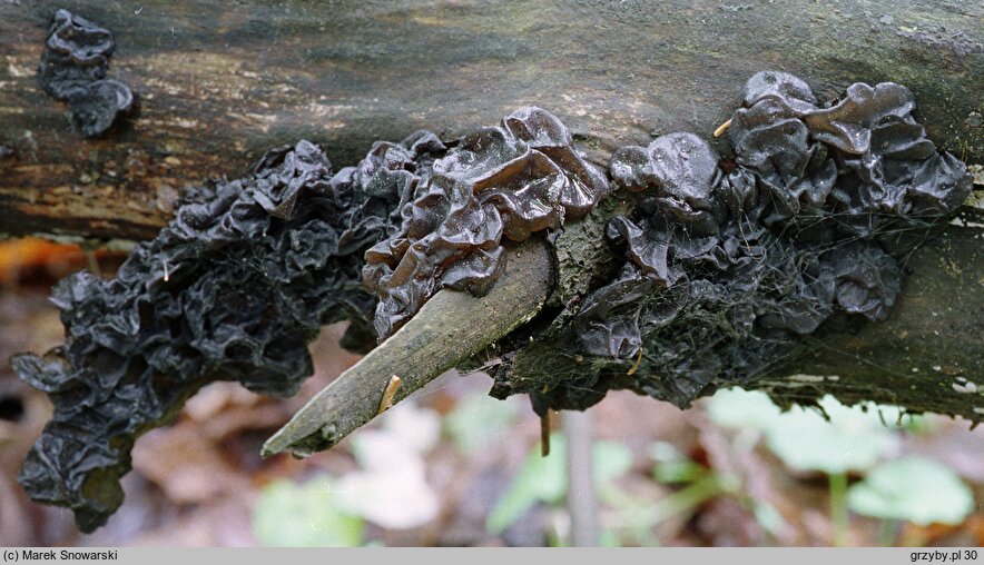 Exidia nigricans (kisielnica kędzierzawa)