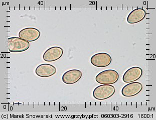 Stropharia caerulea (pierÅ›cieniak niebieskawy)