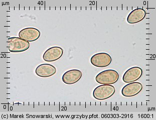 Stropharia caerulea (pierścieniak niebieskawy)