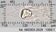 Stropharia caerulea (pierścieniak modry)