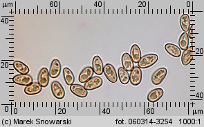 Stropharia caerulea (pierścieniak niebieskawy)