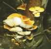 Flammulina velutipes (płomiennica zimowa)