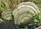 Fomitopsis pinicola (pniarek obrzeżony)