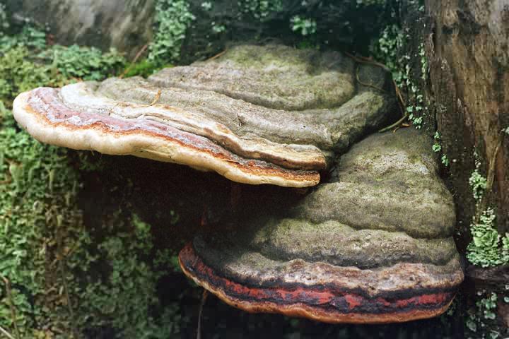 Fomitopsis pinicola (pniarek obrzeżony)