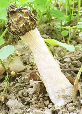 Morchella gigas (smardz półwolny)